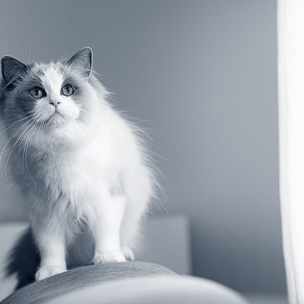 Um gato em pé em uma cadeira.