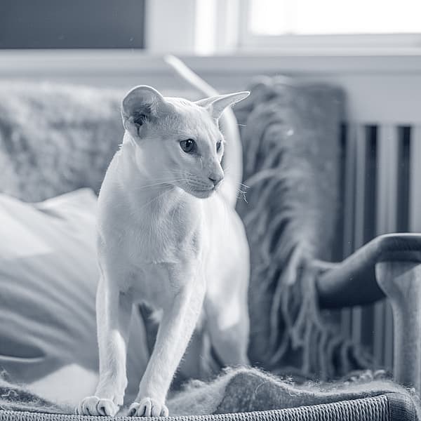 Um gato em pé em uma cadeira.