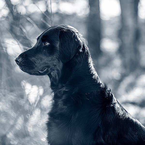 Um cachorro preto sentado na floresta.