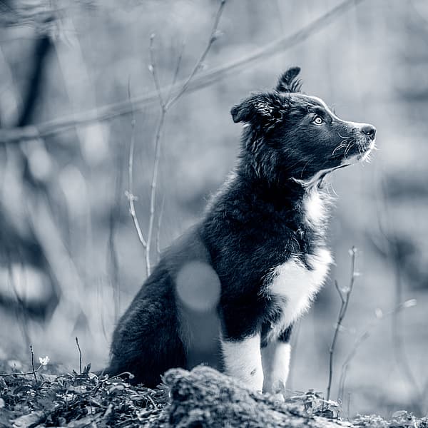 cão jovem de perfil