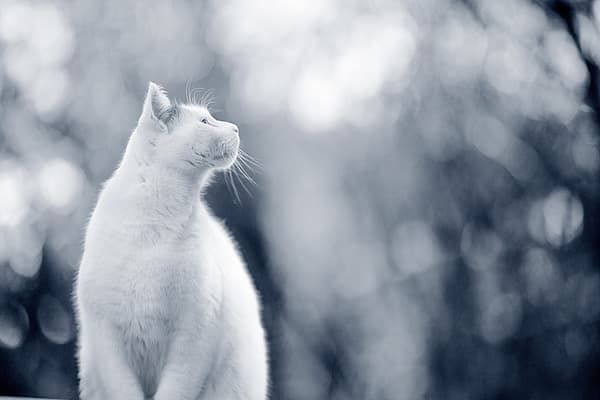 gato branco gordo
