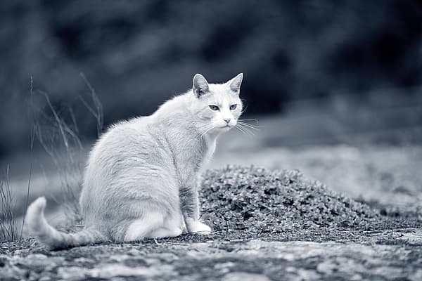 gato branco