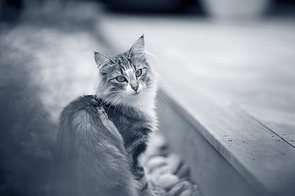 gato branco e negro