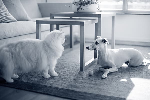 Um gato e um cachorro em um tapete.