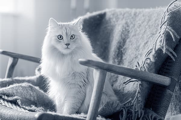 gato branco