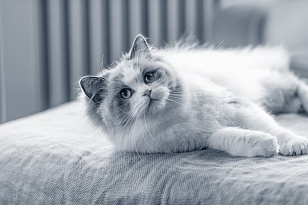 Um gato deitado em uma cama.