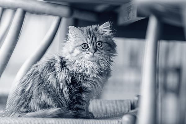 Um gato sentado em uma cadeira.