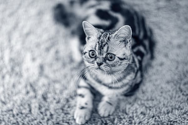 Um gato deitado no tapete.