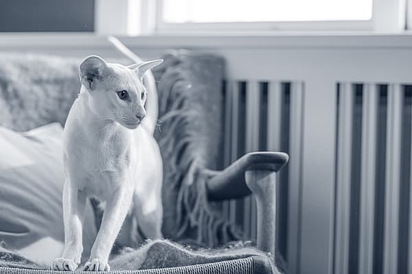 Um gato em pé em uma cadeira.