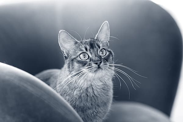 Um gato olhando para a câmera.