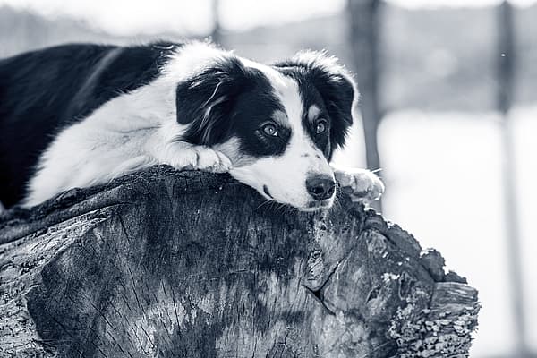 cão branco e preto