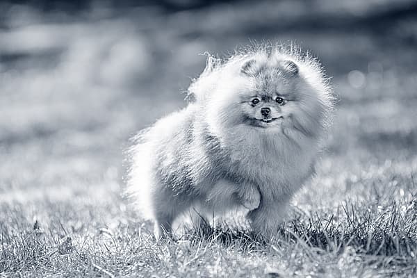 Um cachorro fofo correndo na grama.