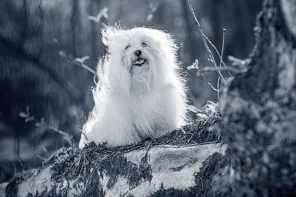 Coton de Tulear
