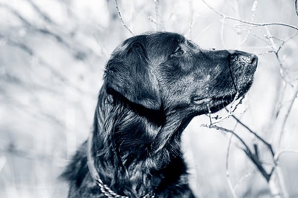 cão preto