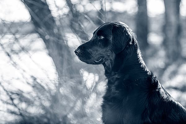 Um cachorro preto sentado na floresta.