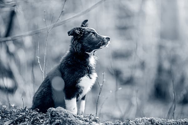 cão jovem de perfil