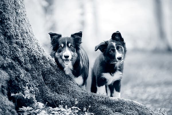 cachorro e cão branco e preto