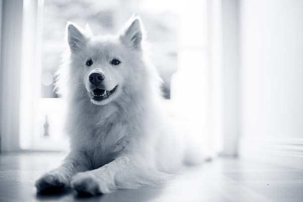 perro branco