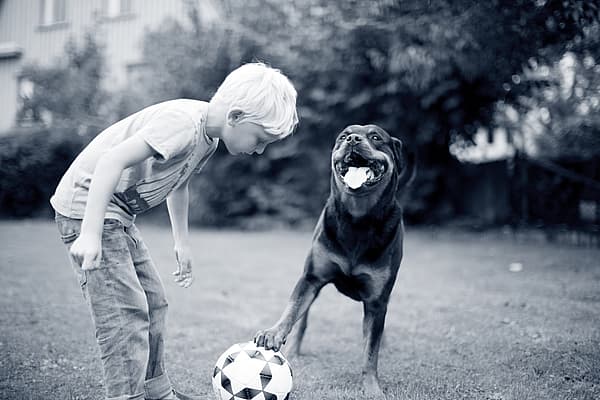 criança e cão a brincar com uma bola