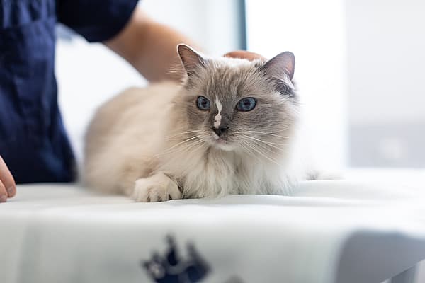 Um gato deitado em uma mesa.
