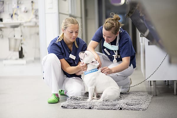 duas enfermeiras e cão