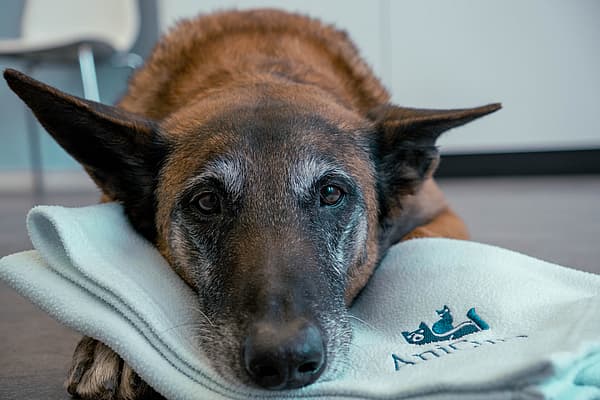 Cão