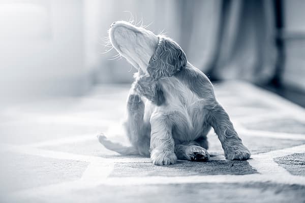 cachorro preto e branco