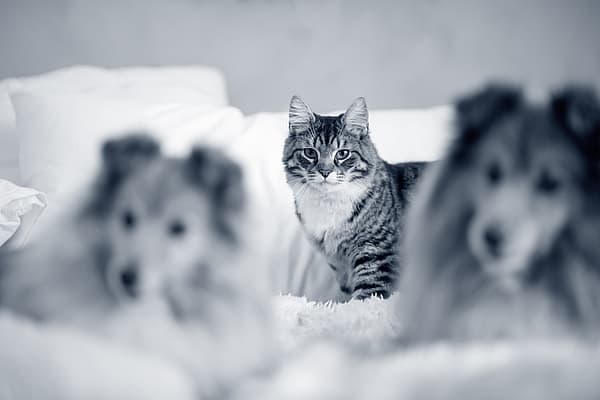 Um gato e cachorros em uma cama.