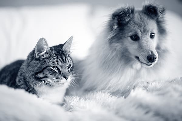 Sheltie e gato