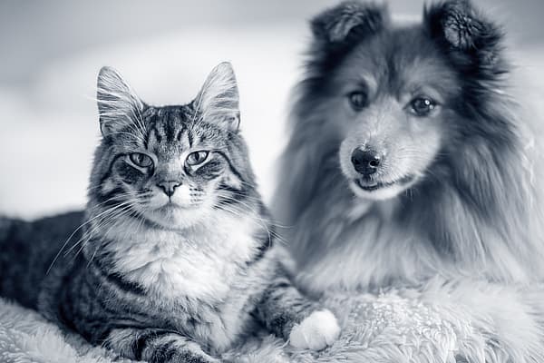Um gato e um cachorro deitados em um cobertor.