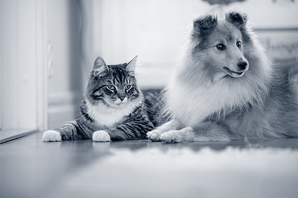 Um cão e um gato deitados no chão.