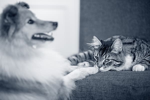 shletie e gato
