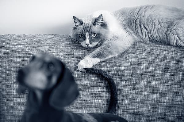 Um gato deitado em um sofá.