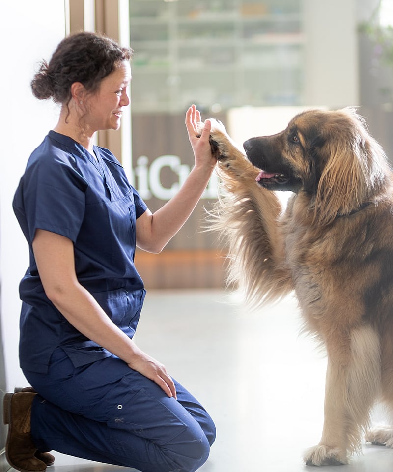 Uma pessoa dando um high five para um cachorro.