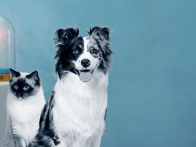 Um cão e um gato sentados um ao lado do outro.