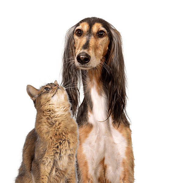 Cão e gato