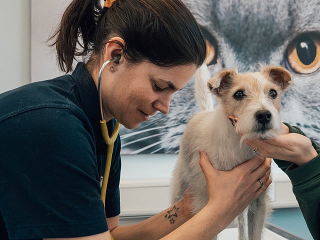 Veterinária com cão