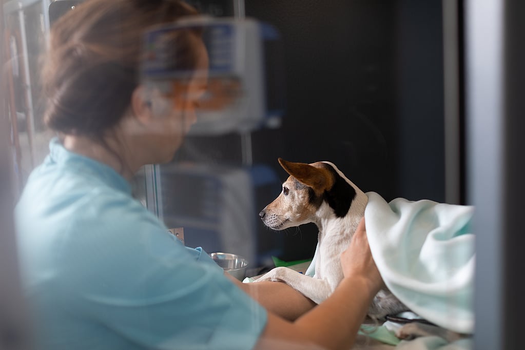 Uma pessoa segurando um cachorro.