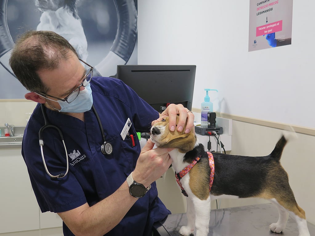 Uma pessoa usando uma máscara e scrubs segurando um cachorro.