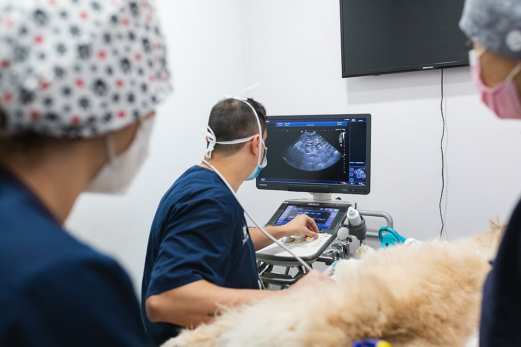 Uma pessoa olhando para uma máquina de ultrassom.