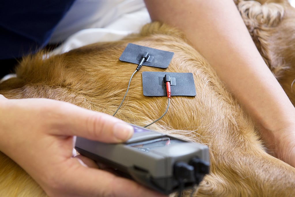 cão em fisioterapia