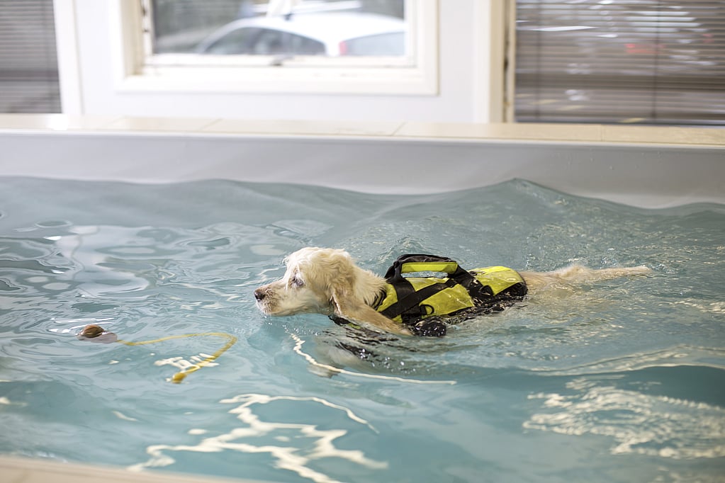 Um cachorro em uma piscina.