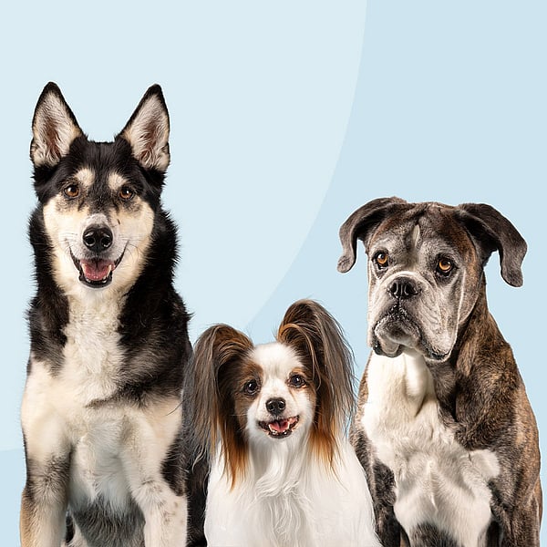 Um grupo de cães sentados juntos.