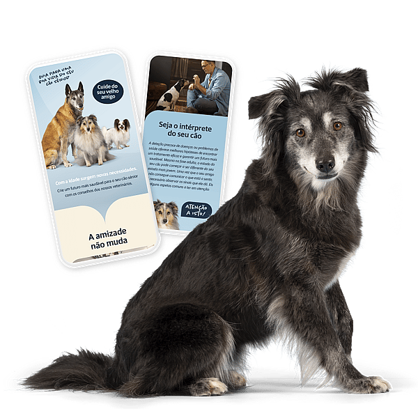 Um cachorro com algumas cartas.