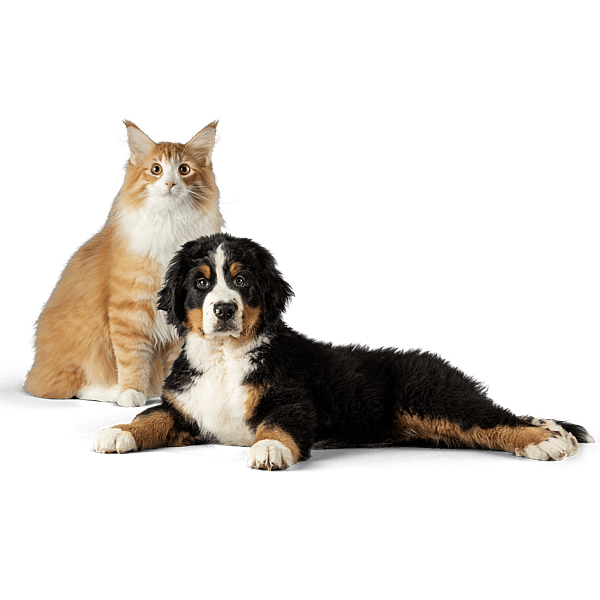 Um gato e um cachorro olhando para a câmera.