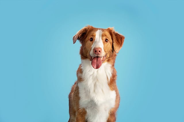 Um cachorro com a língua para fora.
