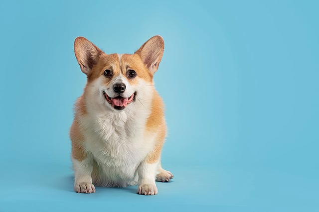 Um cachorro sentado em uma superfície azul.