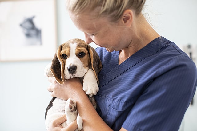 veterinária com um cão Beagle