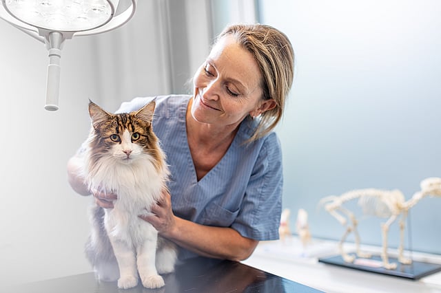 Uma pessoa segurando um gato.