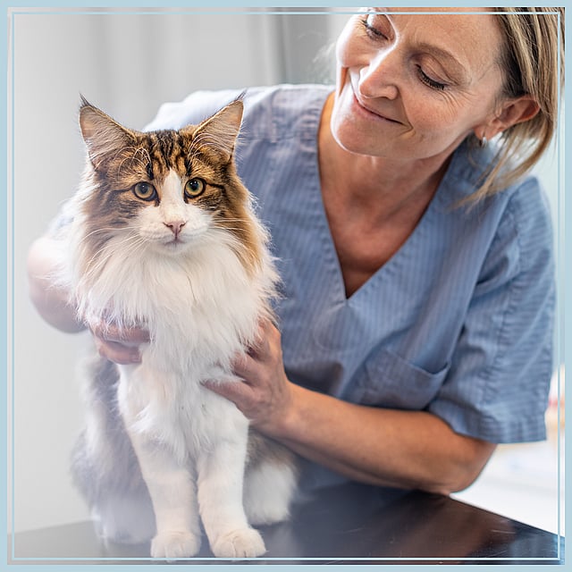 Uma pessoa em scrubs acariciando um gato.